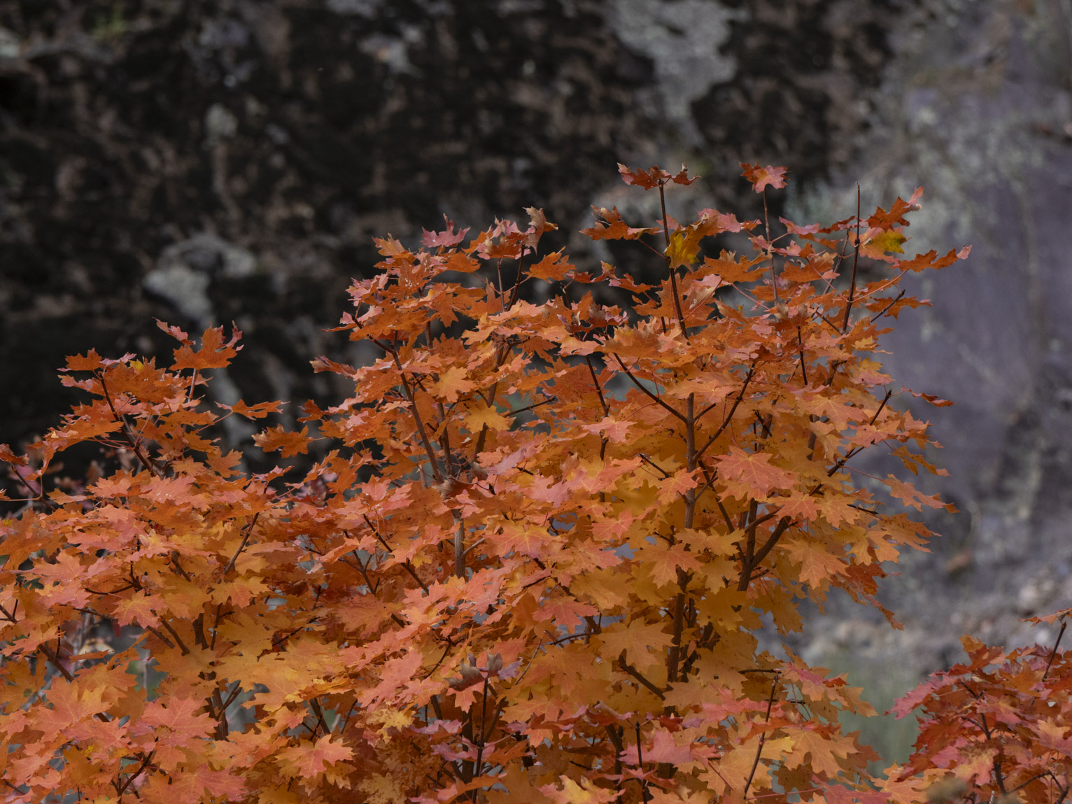 The leaves of a brilliant red orange-red maple in contrast against some darker lichen on a rock face